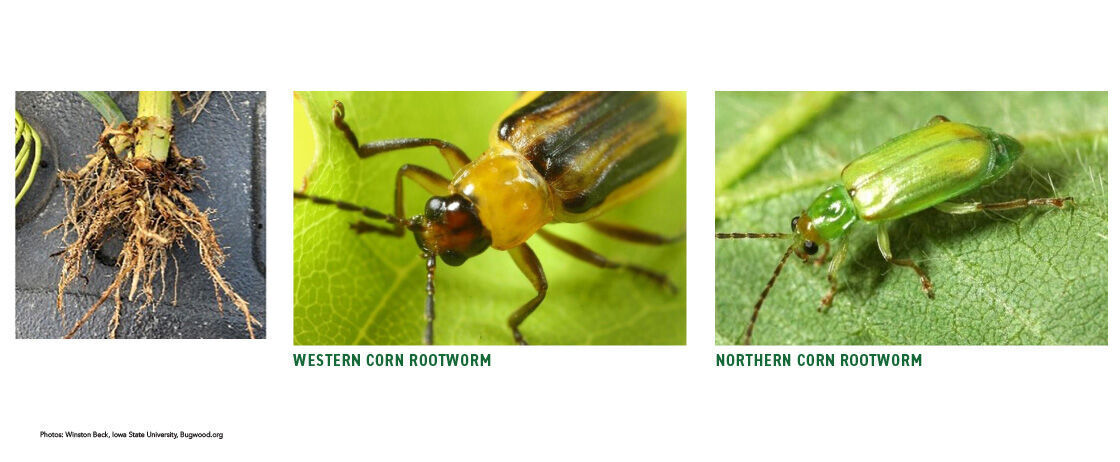 Rootworm.jpg